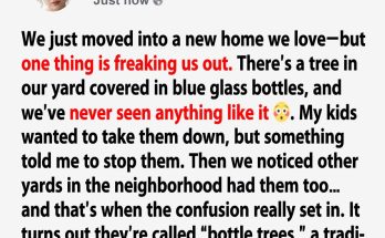 The Mystery of the Glass Bottle Trees in Our Neighborhood